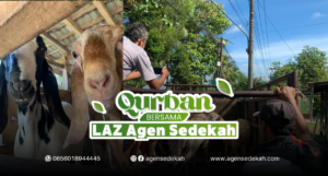 Laporan Qurban bersama LAZ Agen Sedekah